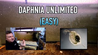 How I Raise Daphnia Water Fleas And You Can Too [upl. by Lucina]