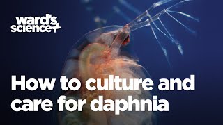 Caring and Culturing for Daphnia [upl. by Illehs725]