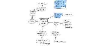 Hepatic Portal System [upl. by Ameh]