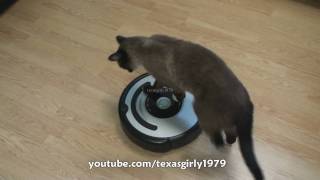 Cat shows HOW TO use iRobot Roomba Vacuum [upl. by Bartlett]