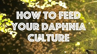 How To Feed Your Daphnia Culture [upl. by O'Callaghan]