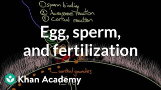 Egg sperm and fertilization  Behavior  MCAT  Khan Academy [upl. by Mersey]