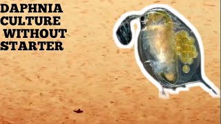 HOW TO CULTURE DAPHNIA NATURALLY WITHOUT A STARTER [upl. by Kayle]