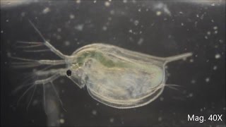 Daphnia magna under the Microscope [upl. by Lorrad]