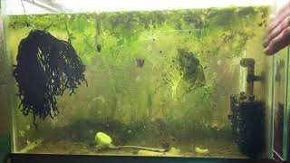 Scuds Daphnia Cherry Shrimp Copepods My aquatic food culture [upl. by Maitland]