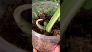 Monstera Albo cutting propagation [upl. by Yenahteb627]