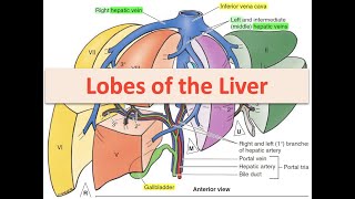 Lobes of the Liver [upl. by Euqinimod345]