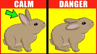 Rabbit Body Language Explained [upl. by Adila]