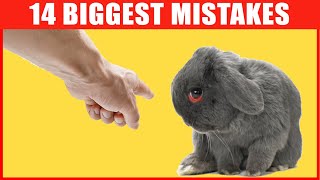 14 Common Mistakes Rabbit Owners Make [upl. by Wilser652]