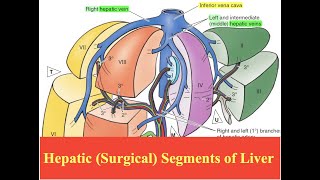 Hepatic Surgical Segments of Liver [upl. by Petunia]