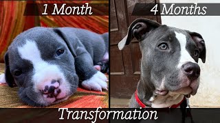 American Pitbull Terrier X American Bully Mix Breed Dog 4 Months Transformation [upl. by Shoshanna]