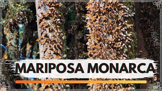 ¡¡ SANTUARIO DE LA MARIPOSA MONARCA [upl. by Haldis]