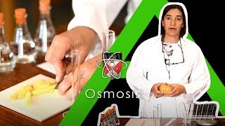 Osmosis  Biology Alevel Required Practical [upl. by Ploss723]