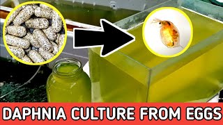 HOW TO HATCH DAPHNIA EGGS  HOW TO CULTURE DAPHNIA [upl. by Hara]