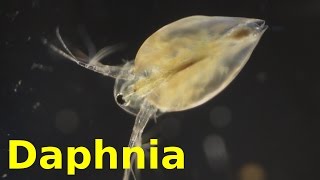 Daphnia [upl. by Neala]