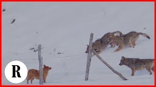 Abruzzo la scaltrezza del cane sfugge allattacco di tre lupi [upl. by Nerrol214]