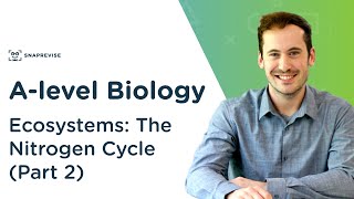 Ecosystems The Nitrogen Cycle  Alevel Biology  OCR AQA Edexcel [upl. by Chrisman]