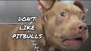 Why we DONT LIKE Pitbulls [upl. by Bilow]