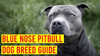 Blue Nose Pitbull Dog Breed Profile From Puppy To Adult [upl. by Keffer832]