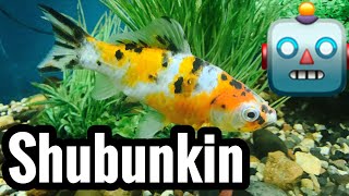 Shubunkin Goldfish Care Guide [upl. by Yhtur]