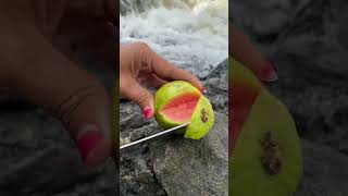 How To Grow Guava Trees From Guava Leaves  How Propagate Guava TreeShorts [upl. by Willyt731]