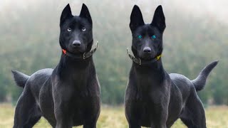 These Are 10 Blue Eyed Dog Breeds [upl. by Kcirddehs]