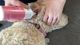 How To Clean Dogs Ear  HOMESTEAD Goldendoodle [upl. by Ocinom238]