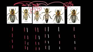 Haplodiploidy in honey bees explained [upl. by Ardnaiek]