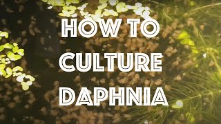 How To Culture Daphnia Magna [upl. by Lincoln]