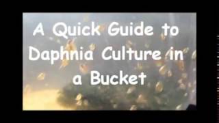 How to culture daphnia outside [upl. by Yerfej653]