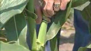 Pollination Methods Corn [upl. by Chapin]