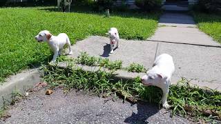 July 25 2019 ALL WHITE PITBULL PUPPIES 4 SALE [upl. by Assilen]