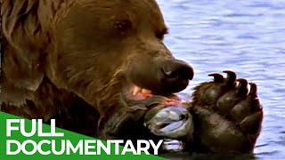 Majestic Bears of Alaska amp British Columbia  Free Documentary Nature [upl. by Oiludbo]