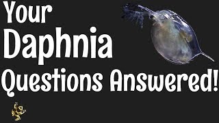 Daphnia Questions Answered [upl. by Flavia835]