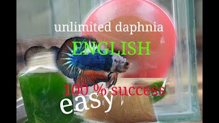 daphnia moina culture Easy way Unlimited production English  with sub Green water Chlorella [upl. by Maleeny579]