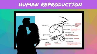 IGCSE BIOLOGY REVISION Syllabus 16 Human Reproduction [upl. by Georglana]