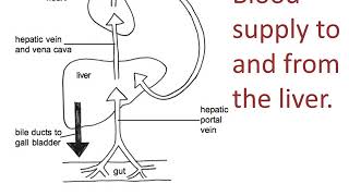 Liver structure and function [upl. by Warga47]