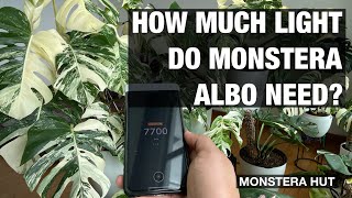 How Much Light Do Monstera Albo Need [upl. by Sheela785]