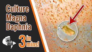 How to culture DAPHNIA MAGNA  The easy way [upl. by Herzel]