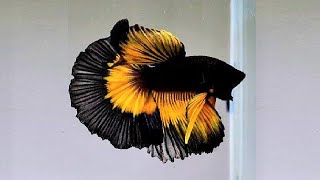 10 Most Beautiful Betta Fish in the World [upl. by Yelyac]