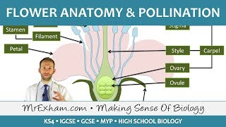 Plant reproduction  Flower anatomy and pollination  GCSE Biology 91 [upl. by Darnoc]