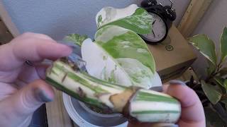 Timelapse Variegated Monstera Easy Propagation with Stem Node CuttingWet Stick [upl. by Aletse]