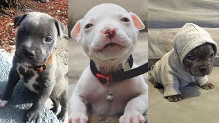 CUTEST and ADORABLE Pit Bull Puppies Compilation 1 [upl. by Limoli632]