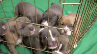 Pitbull Puppies growling and barking [upl. by Suirtemed83]