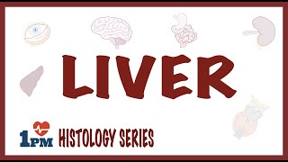 Liver Histology [upl. by Idnyc156]