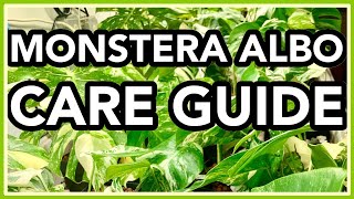 Monstera deliciosa ALBO Variegata COMPLETE Care Guide [upl. by Llednol]