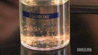 How to Care for Daphnia [upl. by Defant153]