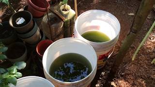 How to grow Green Water Algae [upl. by Slaohcin]