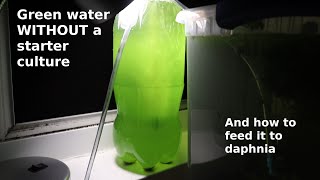 Green Water WITHOUT a Starter Culture  From Scratch  How To [upl. by Brew962]