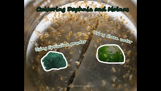 How To Culture Daphnia and Moinas using Green Water Spirulina powder [upl. by Luy195]